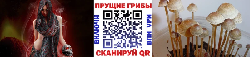 MEGA онион  Буй  Псилоцибиновые грибы мицелий 